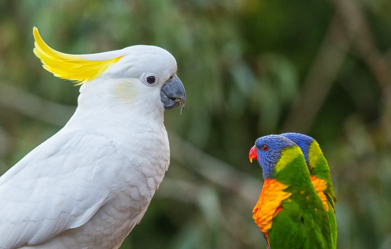 Photo wallpaper birds, parrots, boss, multicolor lorikeet, cockatoo, loricati