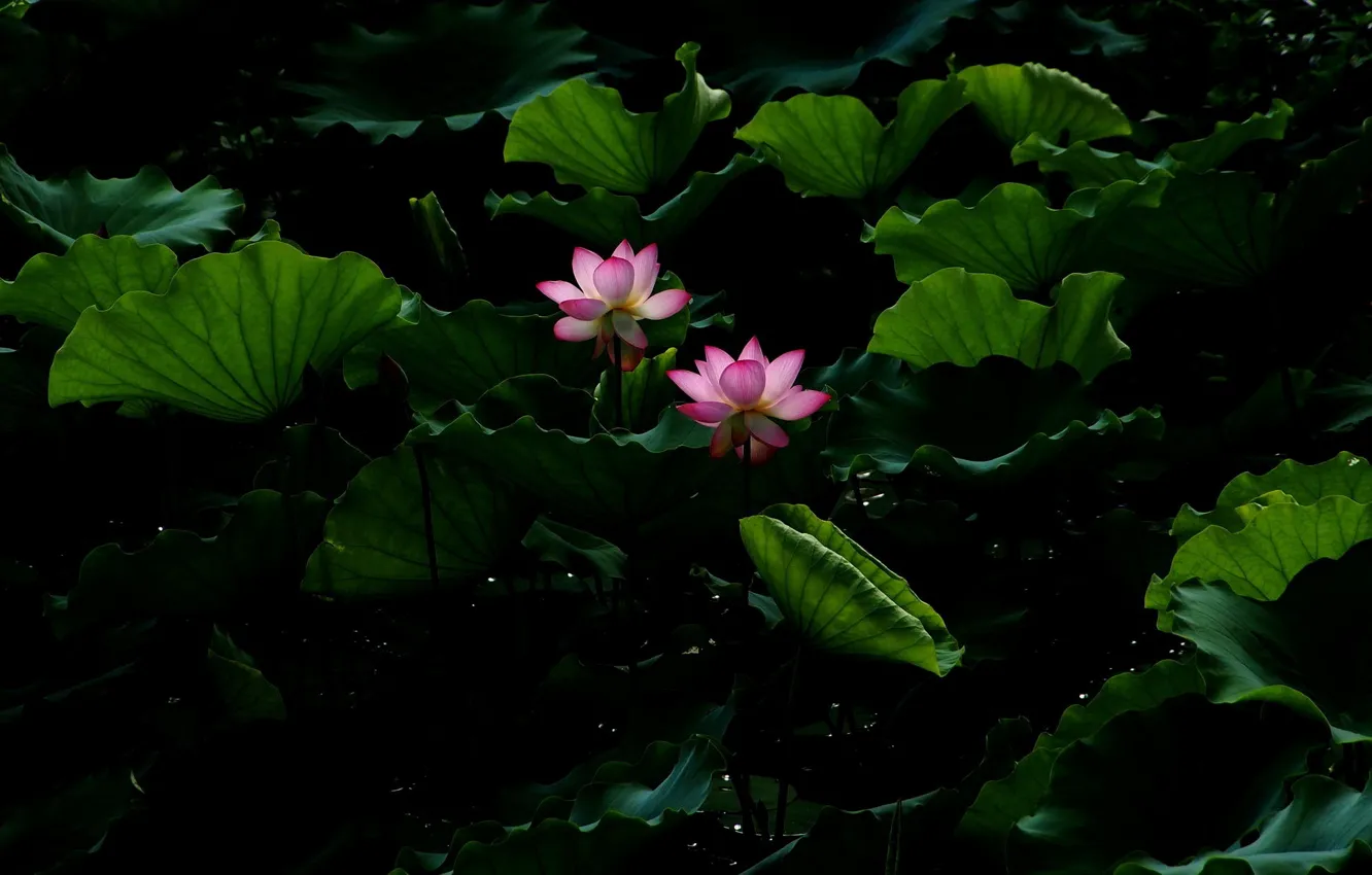 Photo wallpaper flower, leaves, water, pond, Lotus, Lotus, flower, water, blossom, leaves, pound