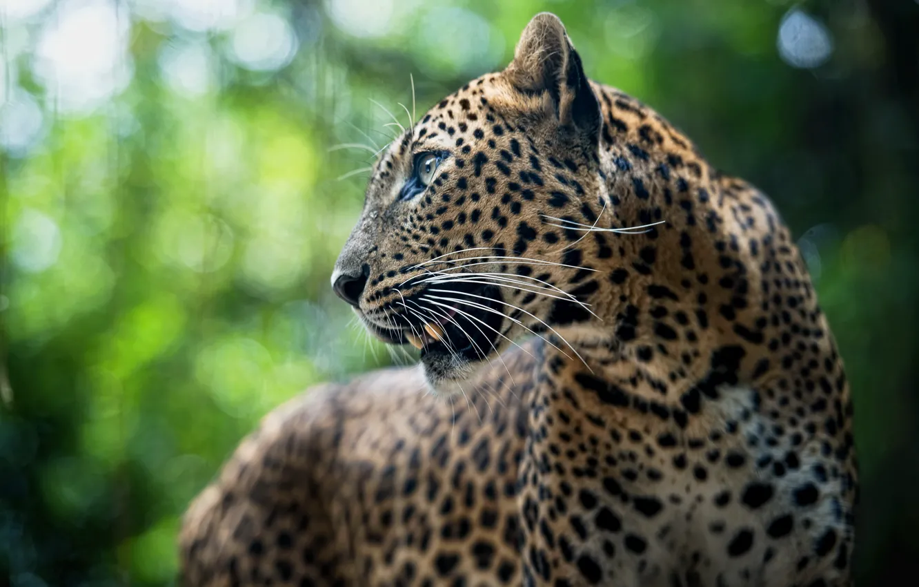 Wallpaper animal, predator, leopard, Leopard, panthera pardus images for  desktop, section животные - download