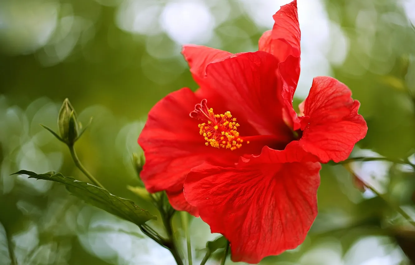 Wallpaper macro, petals, hibiscus, Chinese rose images for desktop, section  цветы - download