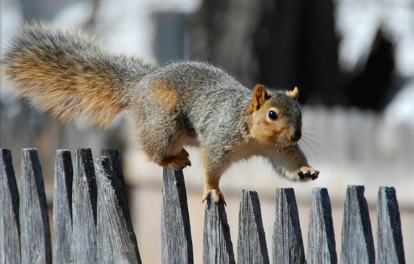 Wallpaper the fence, Protein, walk, fence, squirrel, promenade images for  desktop, section животные - download