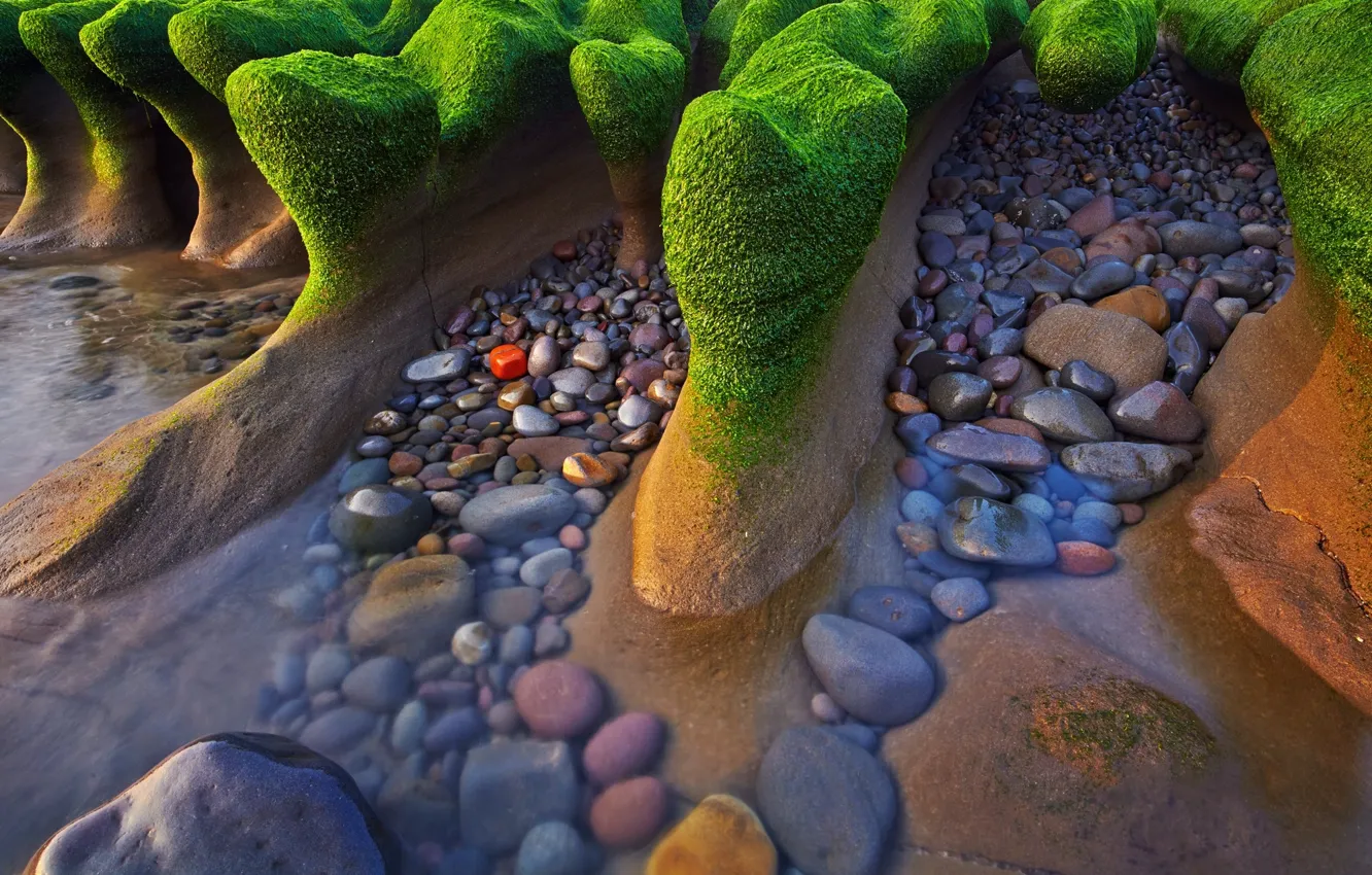 Photo wallpaper sea, shore, stones. algae