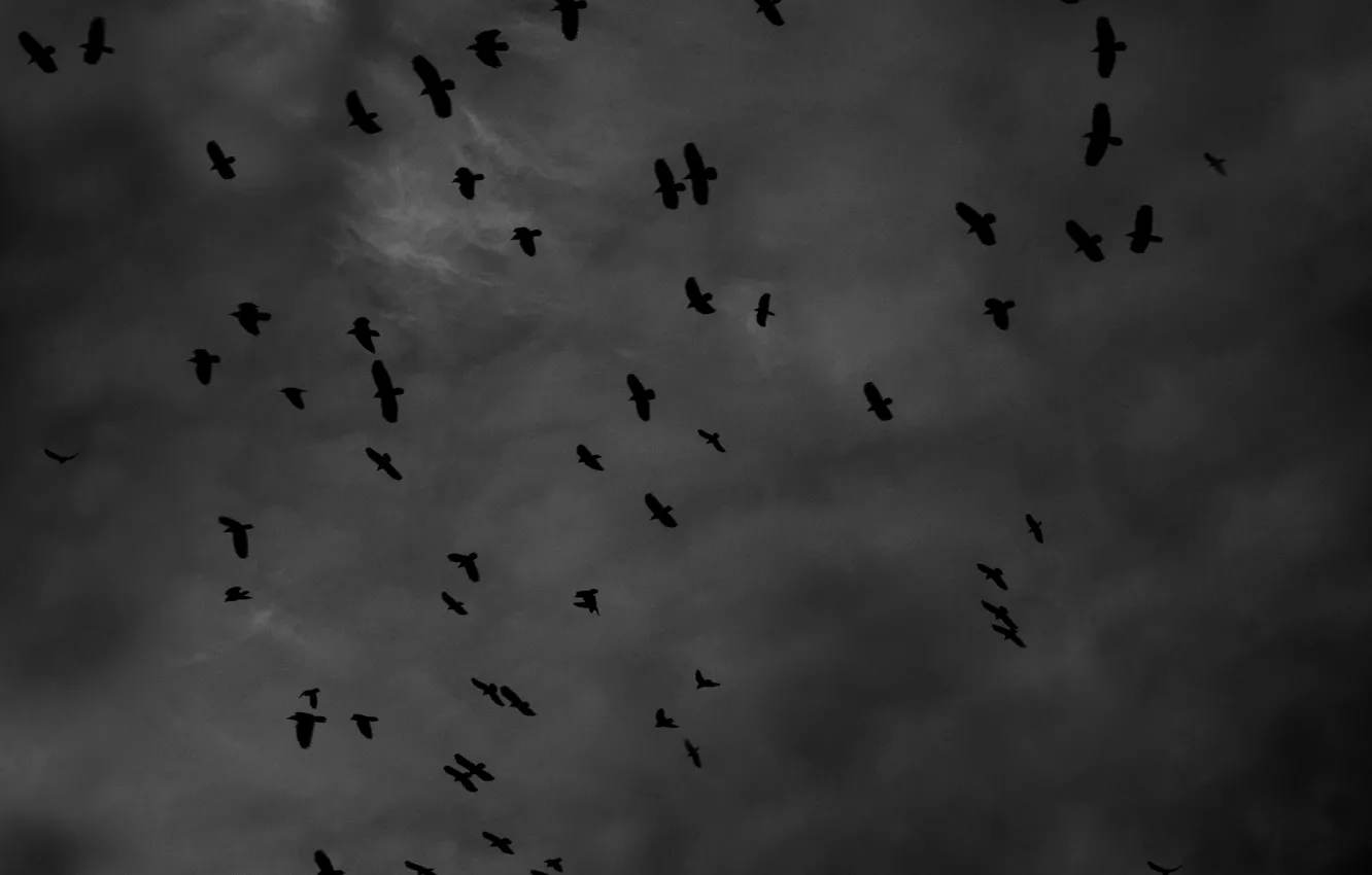 Wallpaper black and white, crows, crow, black and white photo, inst ...