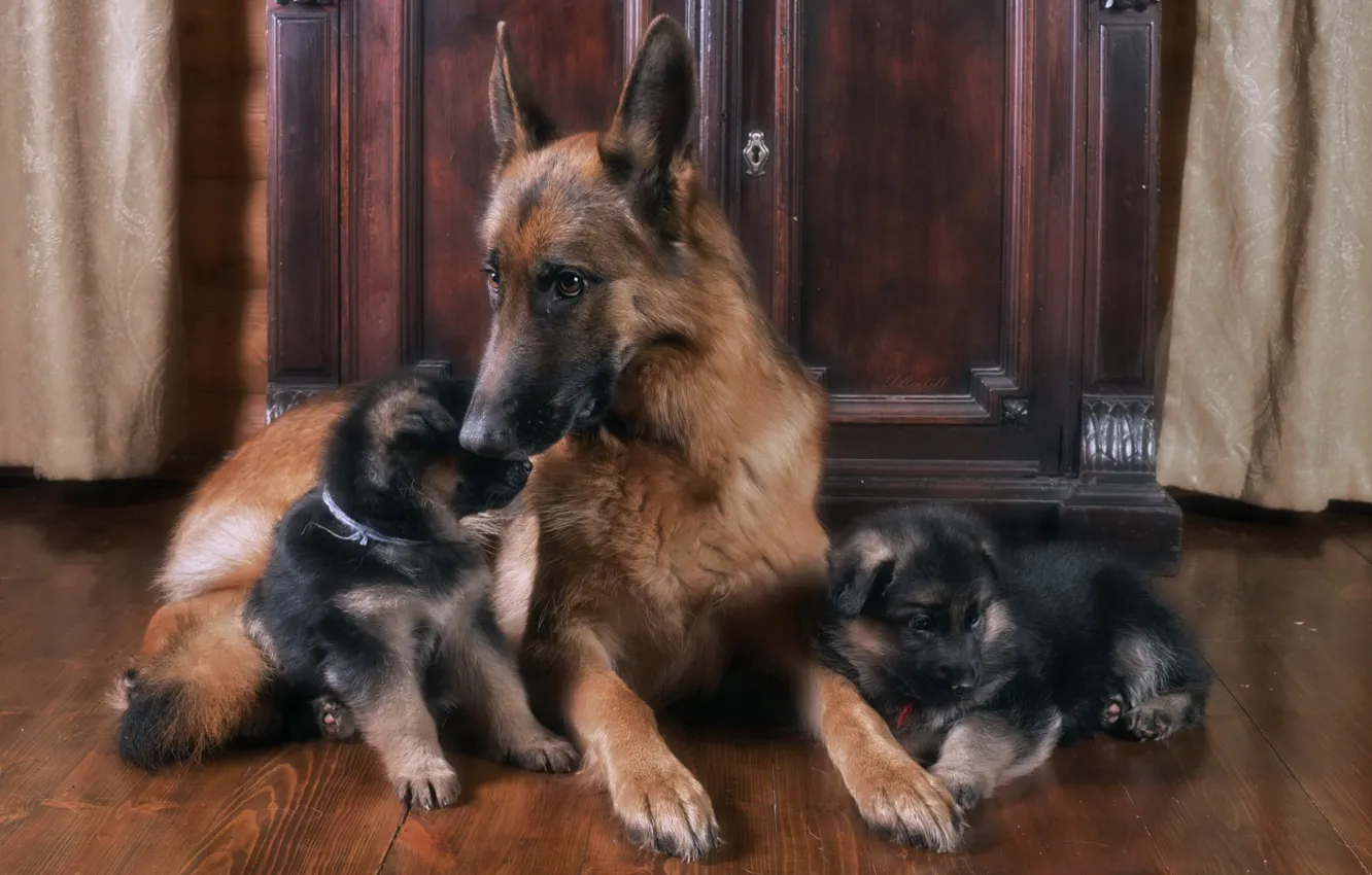 Photo wallpaper family, puppies, mom, German shepherd