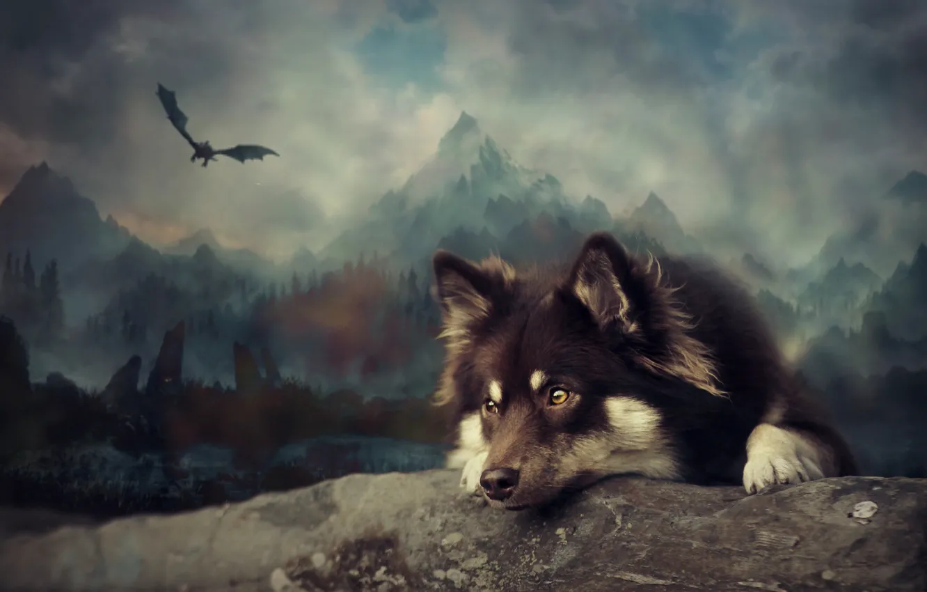 Wallpaper dog, art, Finnish lapphund images for desktop, section собаки -  download