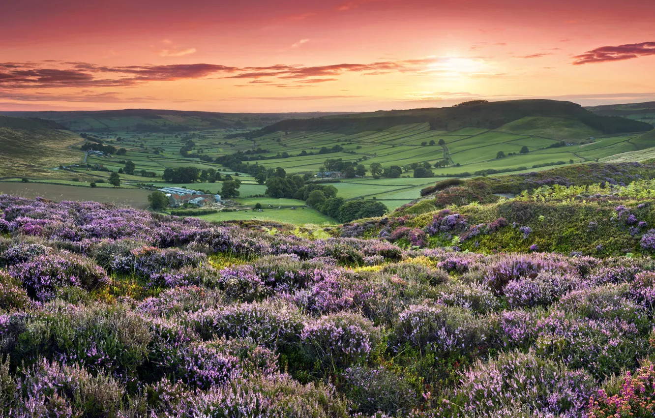 flowers, hills, field, England, sunset