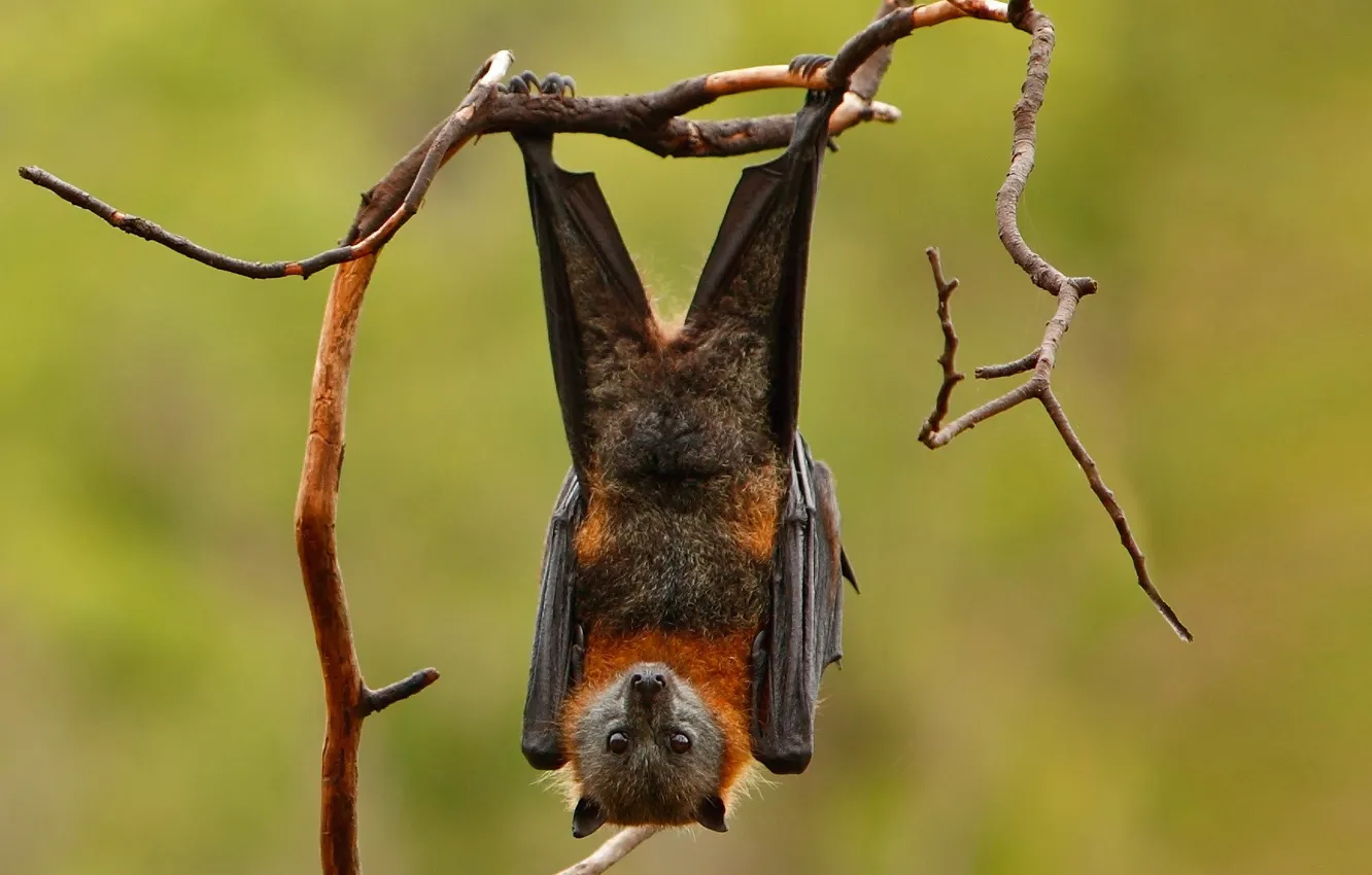 Photo wallpaper branches, background, wings, paws, mammal, the Siberian flying Fox, bats