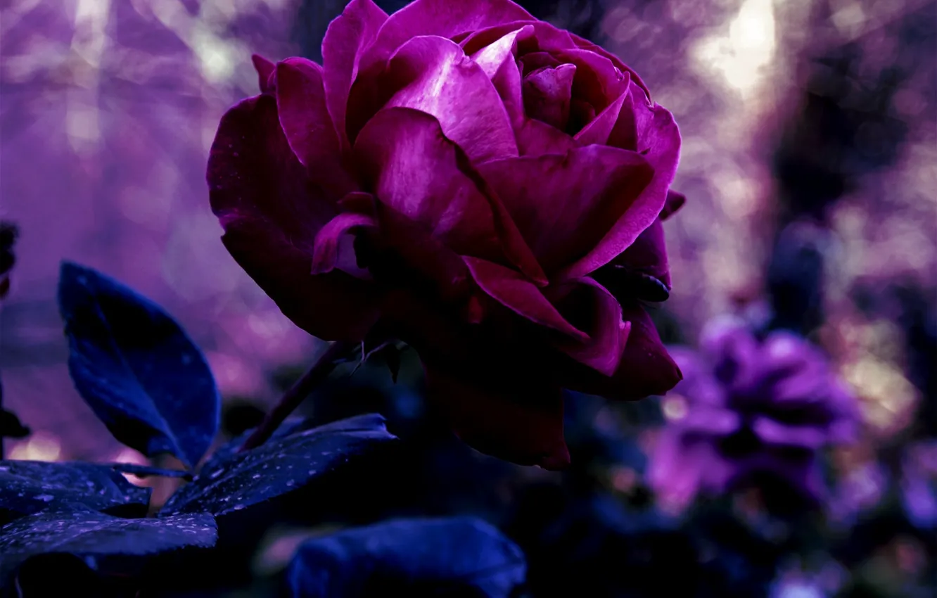 Photo wallpaper flower, purple, leaves, macro, nature, rose, color, petals, blur, Bud, purple, red, dark