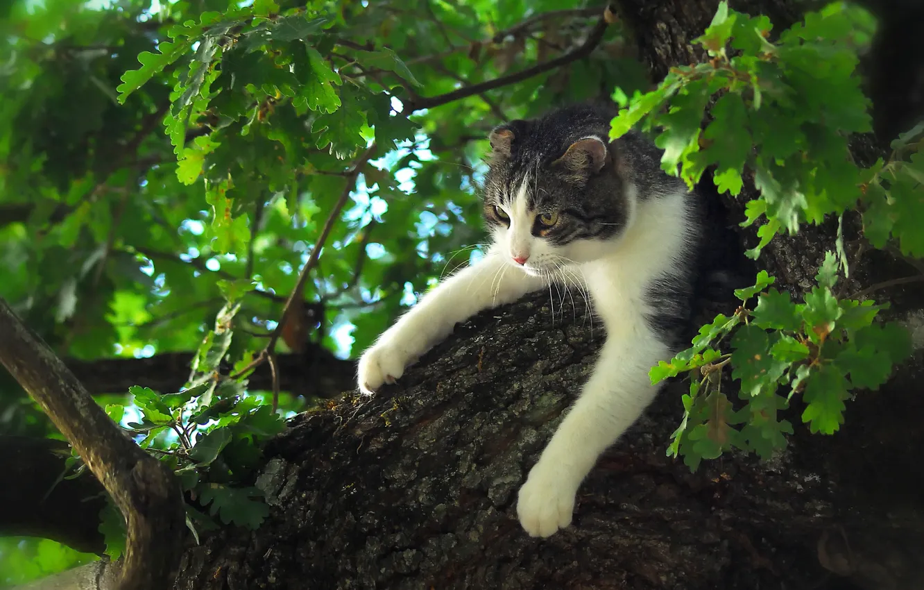 Photo wallpaper cat, cat, tree, paws, on the tree, oak