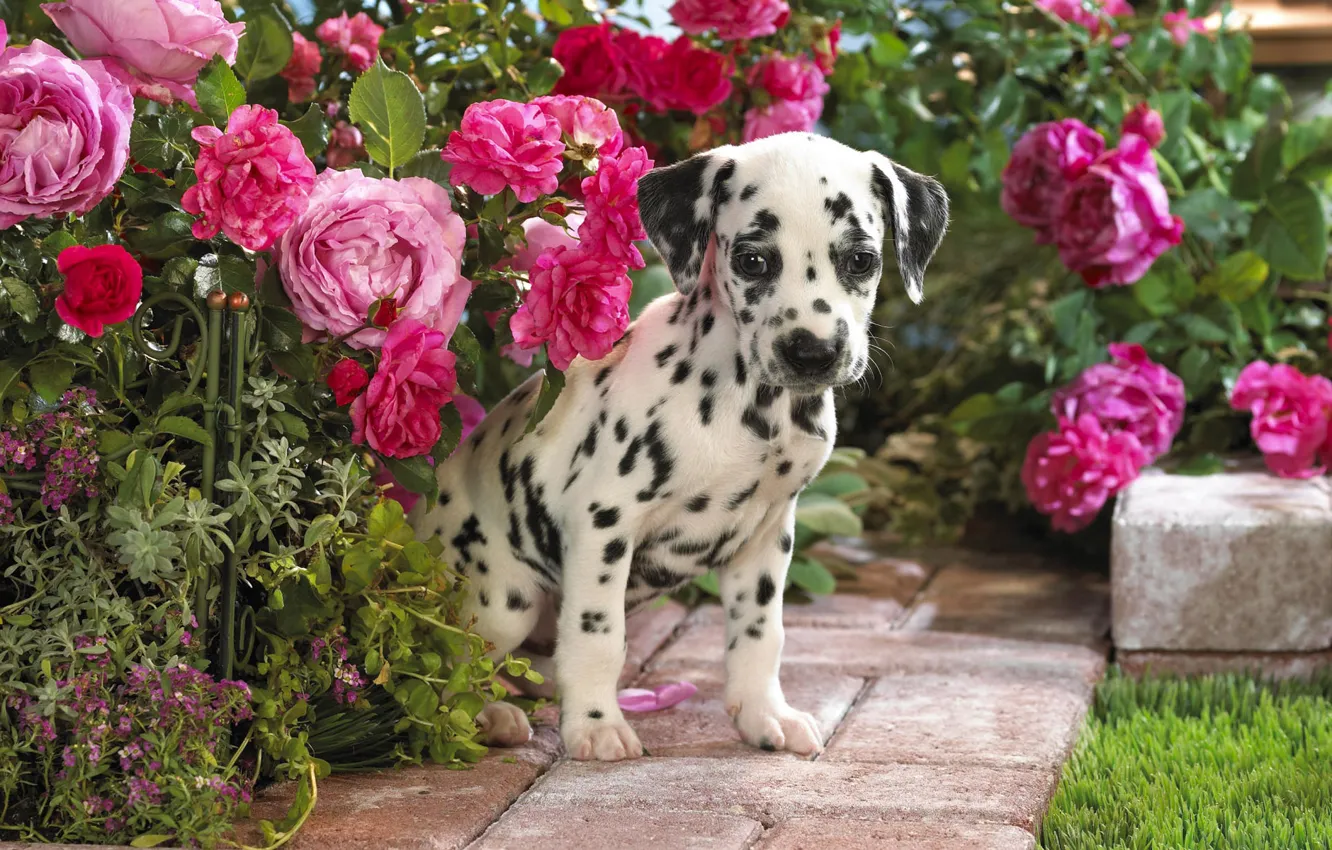 Photo wallpaper flowers, puppy, Dalmatian
