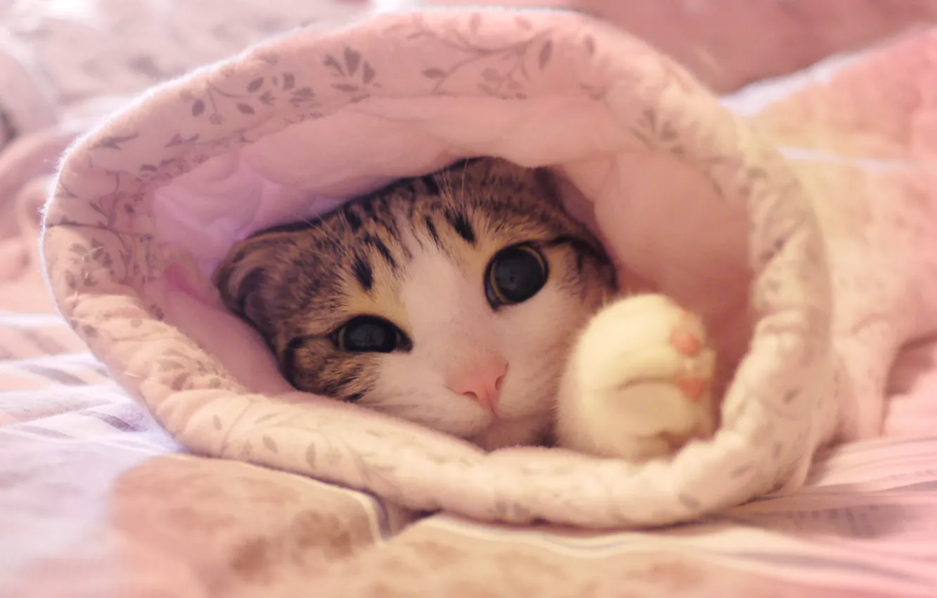 Wallpaper cat, pink, cat images for desktop, section кошки - download