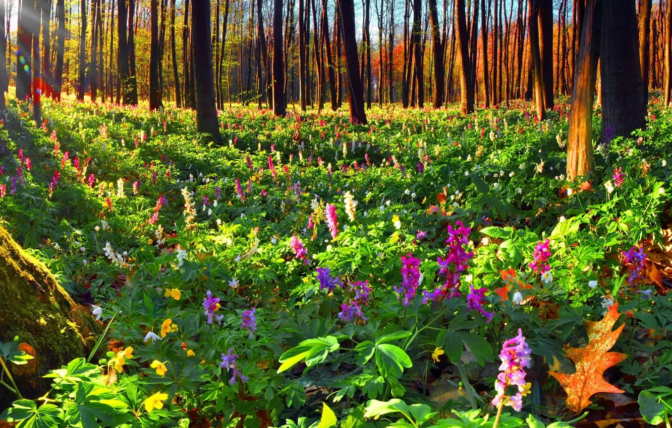 Wallpaper autumn, forest, flowers images for desktop, section природа -  download