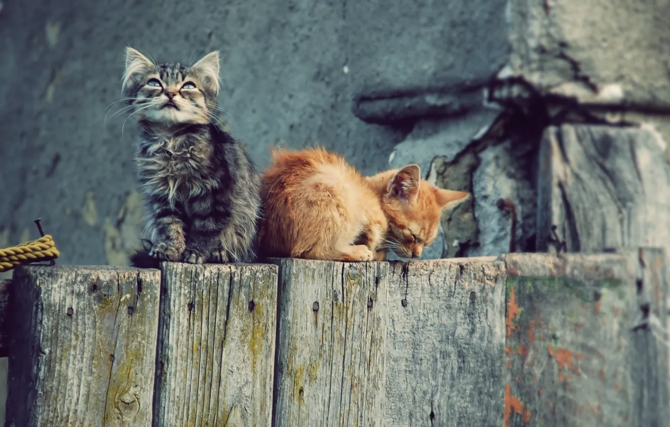 Photo wallpaper cats, Wallpaper, the fence, kittens, wallpapers, Kote