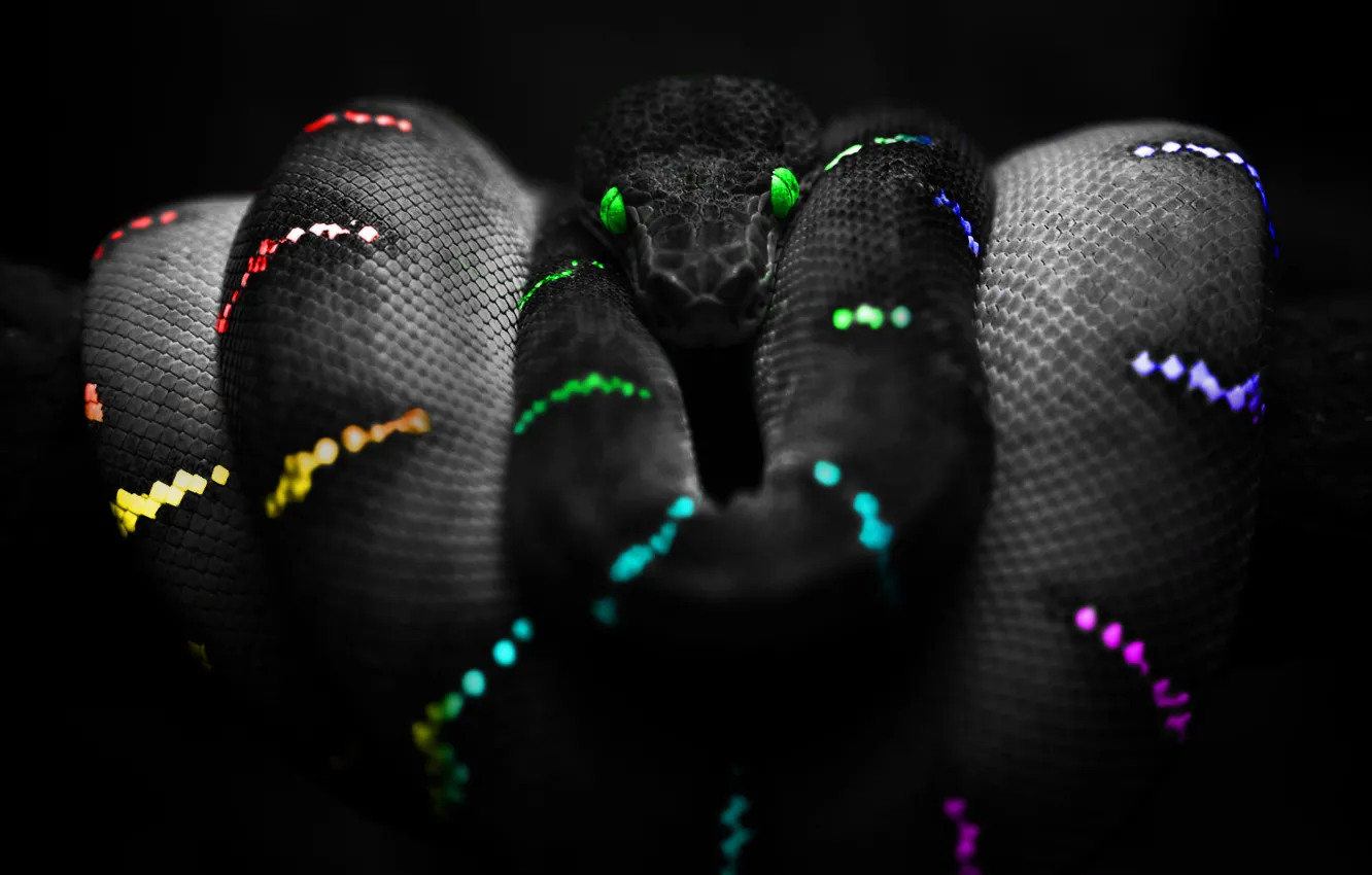 Photo wallpaper Snake, Color, Snake Colours, Snake