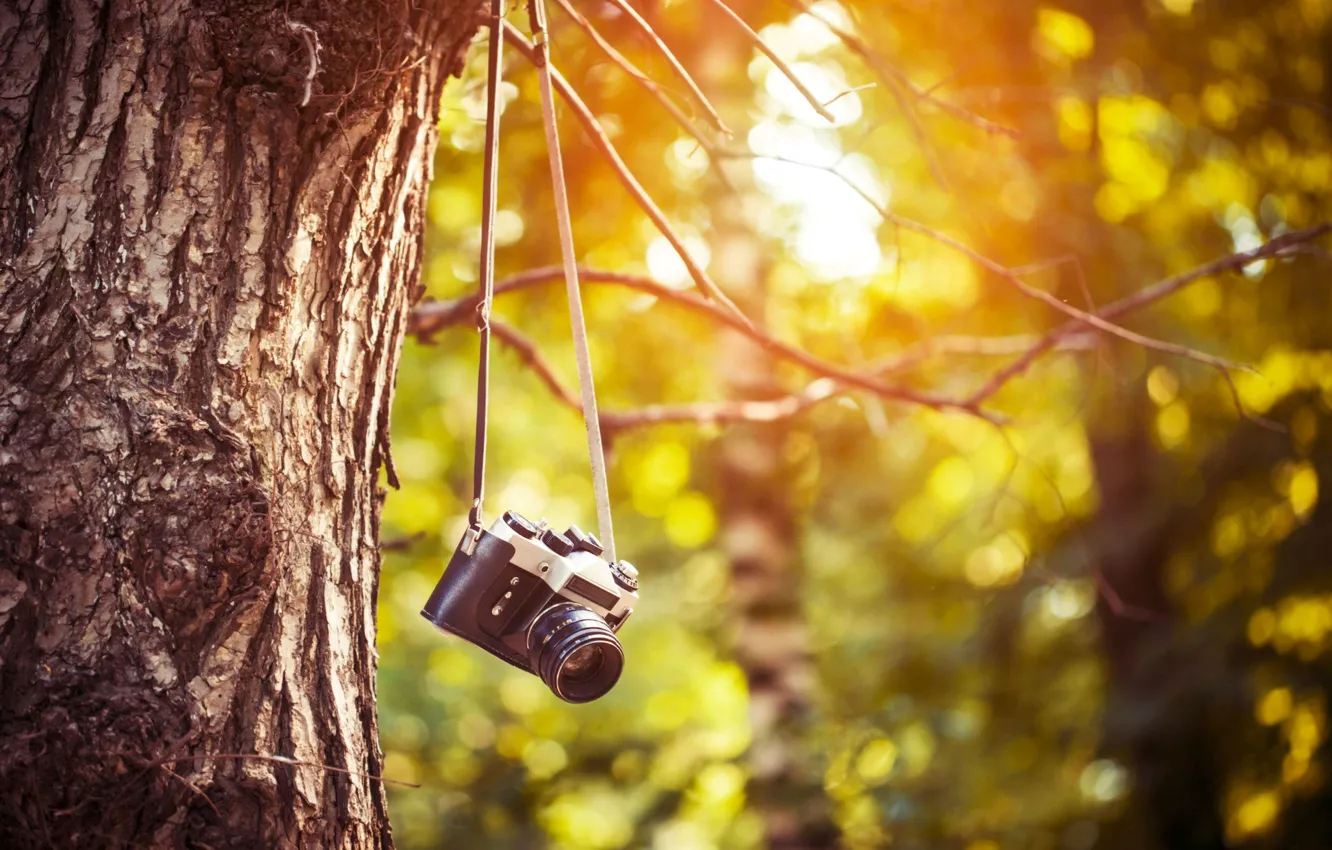 Wallpaper greens, leaves, trees, branches, background, tree, Wallpaper, blur,  camera, morning, day, the camera, film, wallpaper, leaves, bark images for  desktop, section разное - download