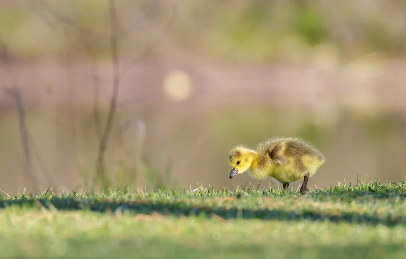 Wallpaper baby, duck, chick, The Canada goose images for desktop, section  животные - download