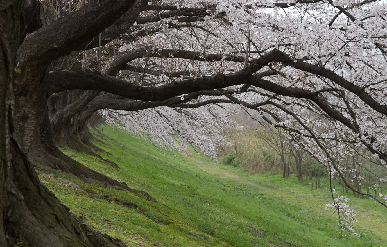 Photo wallpaper spring, Japan, Sakura, Japan, Cherry Blossoms, sakura, spring, cherry blossoms