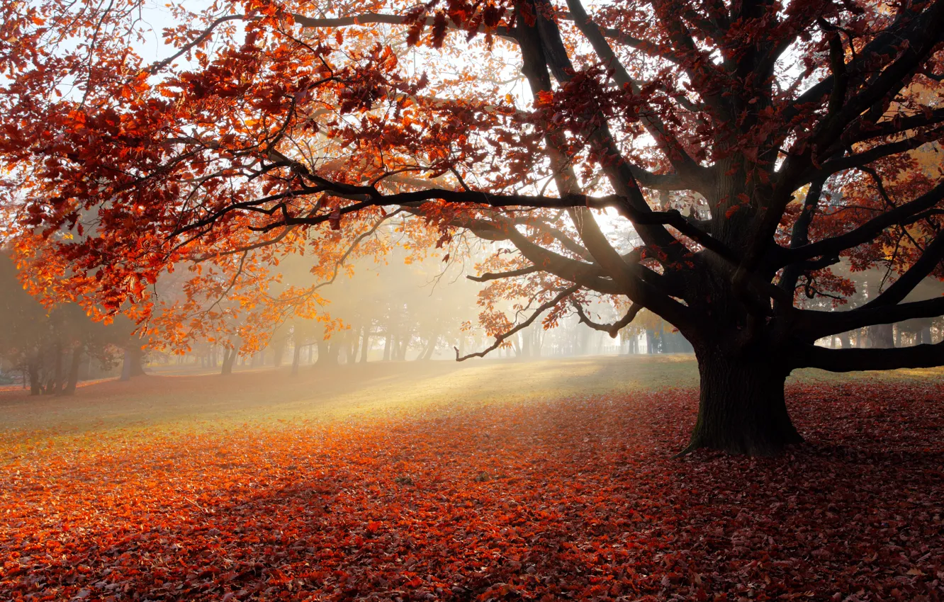 Wallpaper autumn, landscape, nature, Park, lonely tree, landscape ...