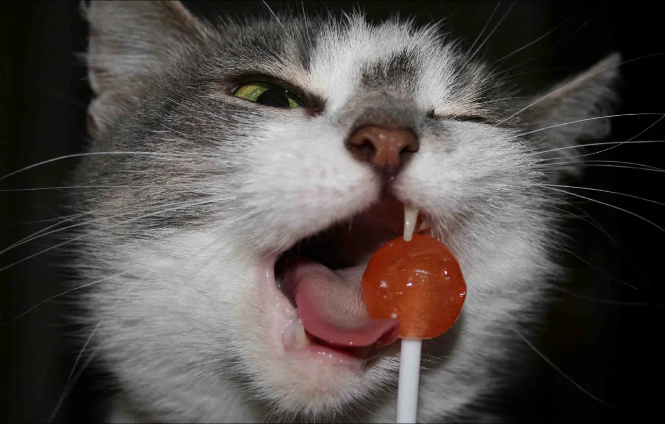 Wallpaper food, cat, oops, funny, Animals images for desktop, section  животные - download