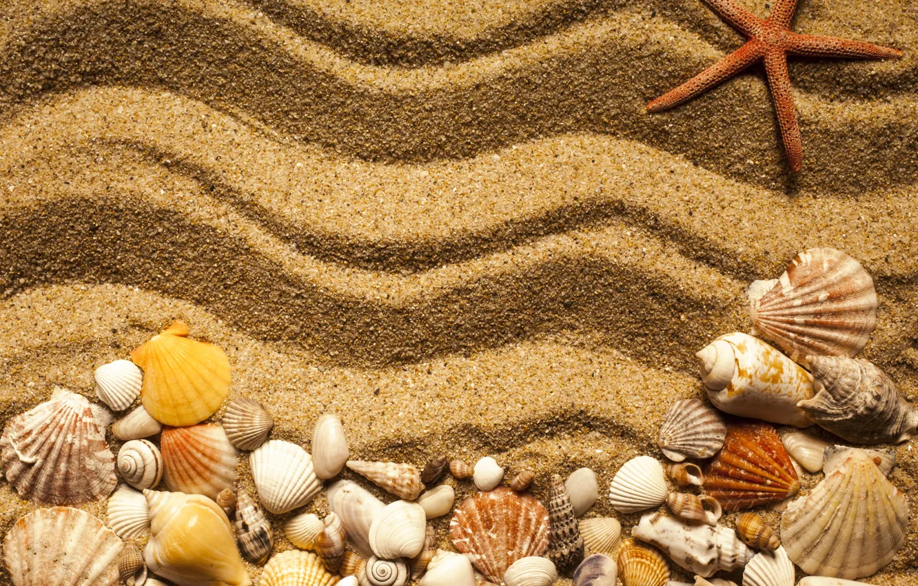 Photo wallpaper beach, texture, sand, marine, starfish, seashells, sand seashells