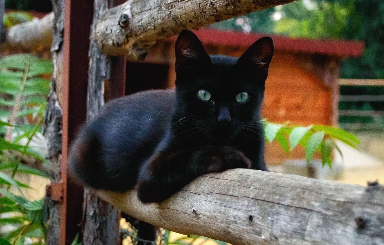 Photo wallpaper animals, cat, black