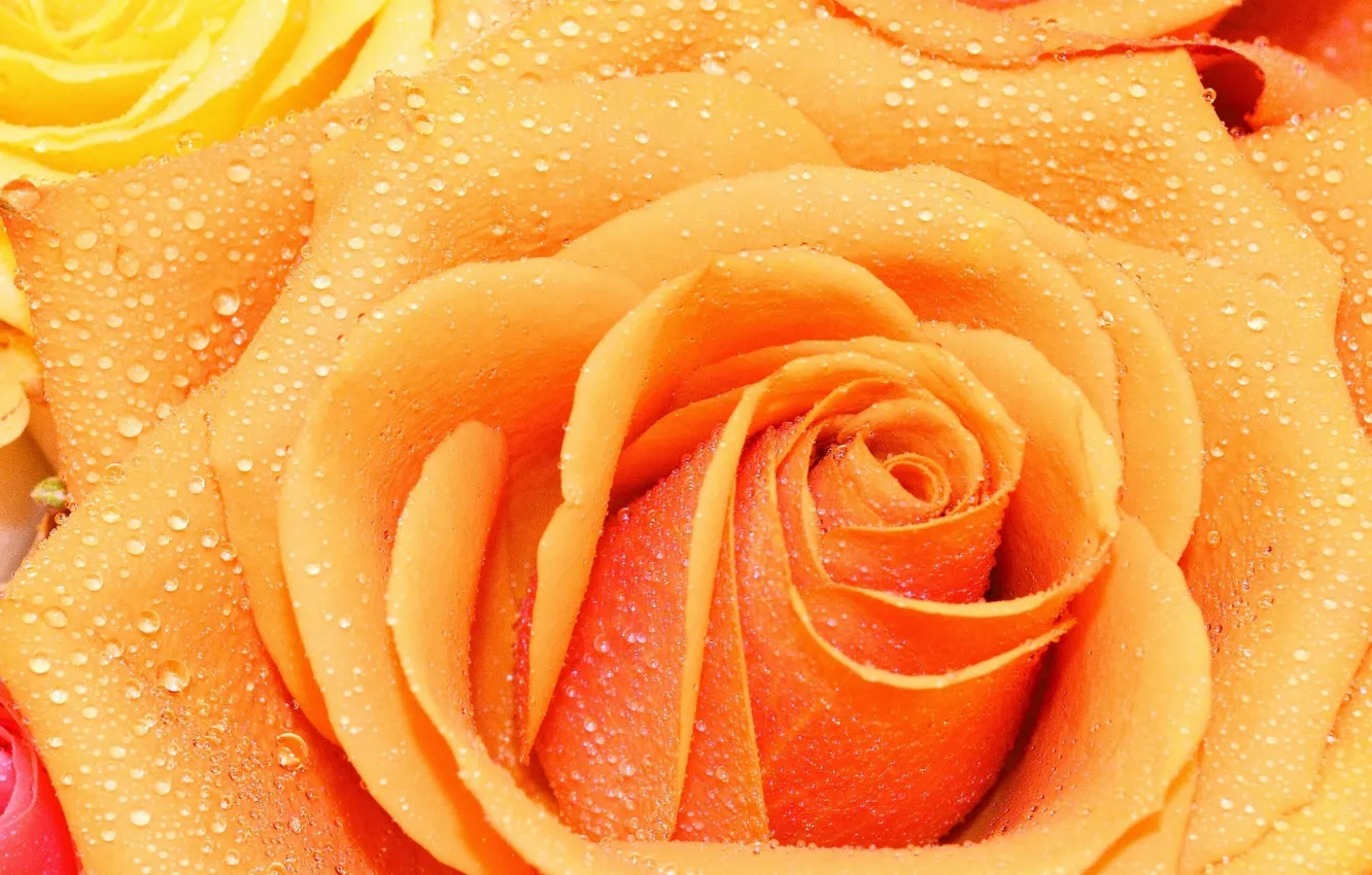 Wallpaper drops, macro, rose, petals, Bud images for desktop, section цветы  - download