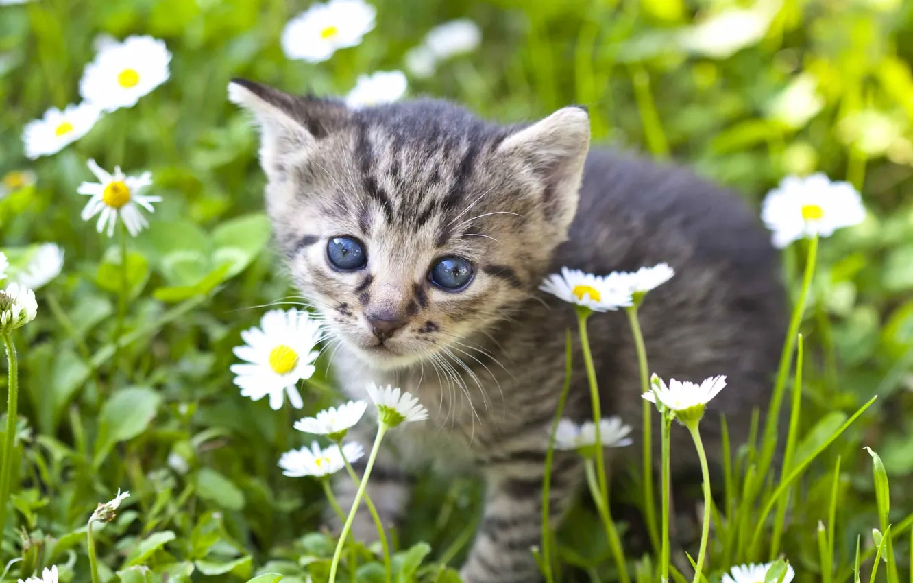 Wallpaper look, flowers, chamomile, baby, muzzle, kitty images for ...