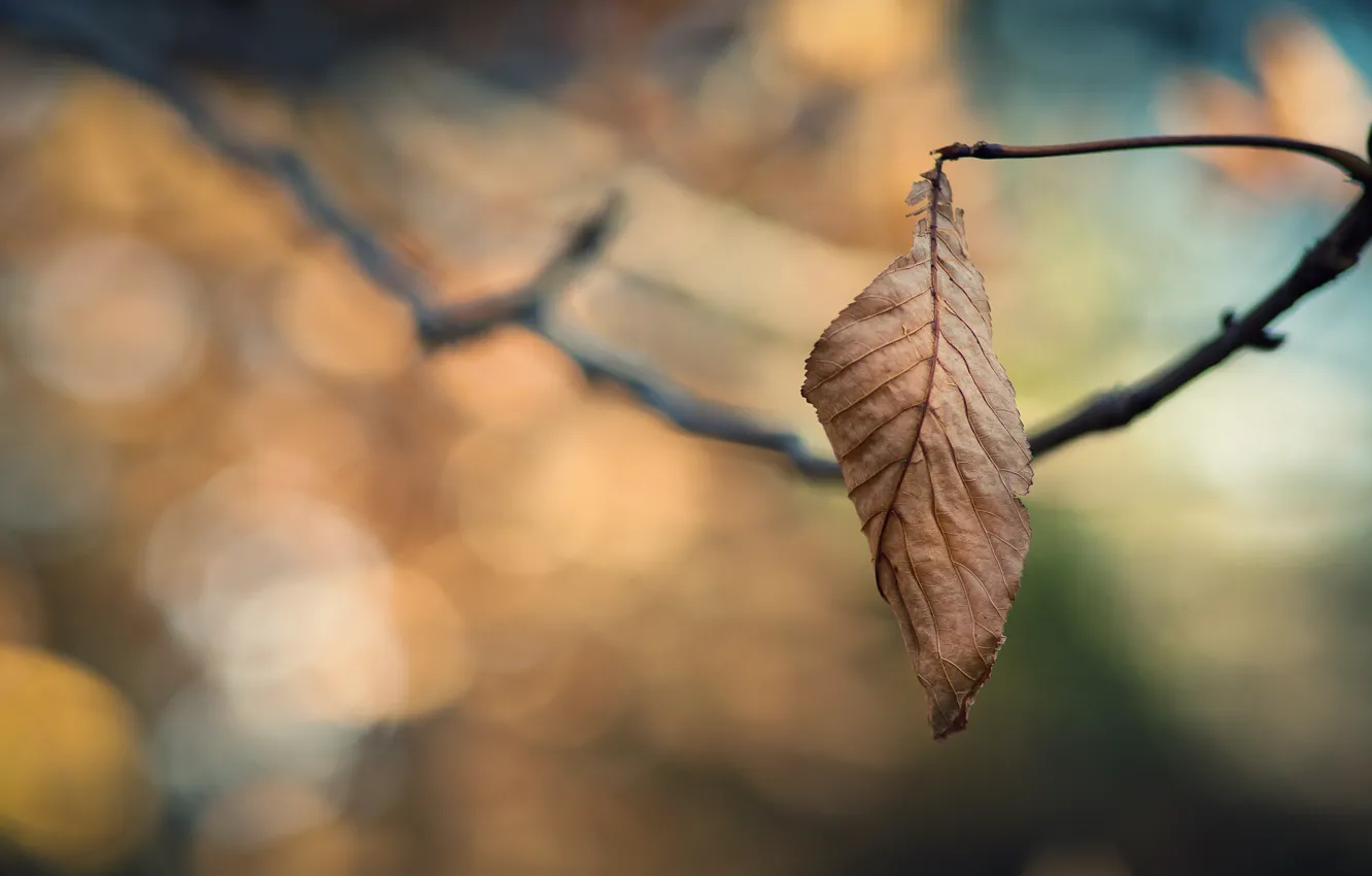 Wallpaper cold, sadness, autumn, leaves, branches, loneliness, tree,  branch, leaf, focus, branch, leaves, leaf, sheets, branch, widescreen  Wallpaper images for desktop, section макро - download