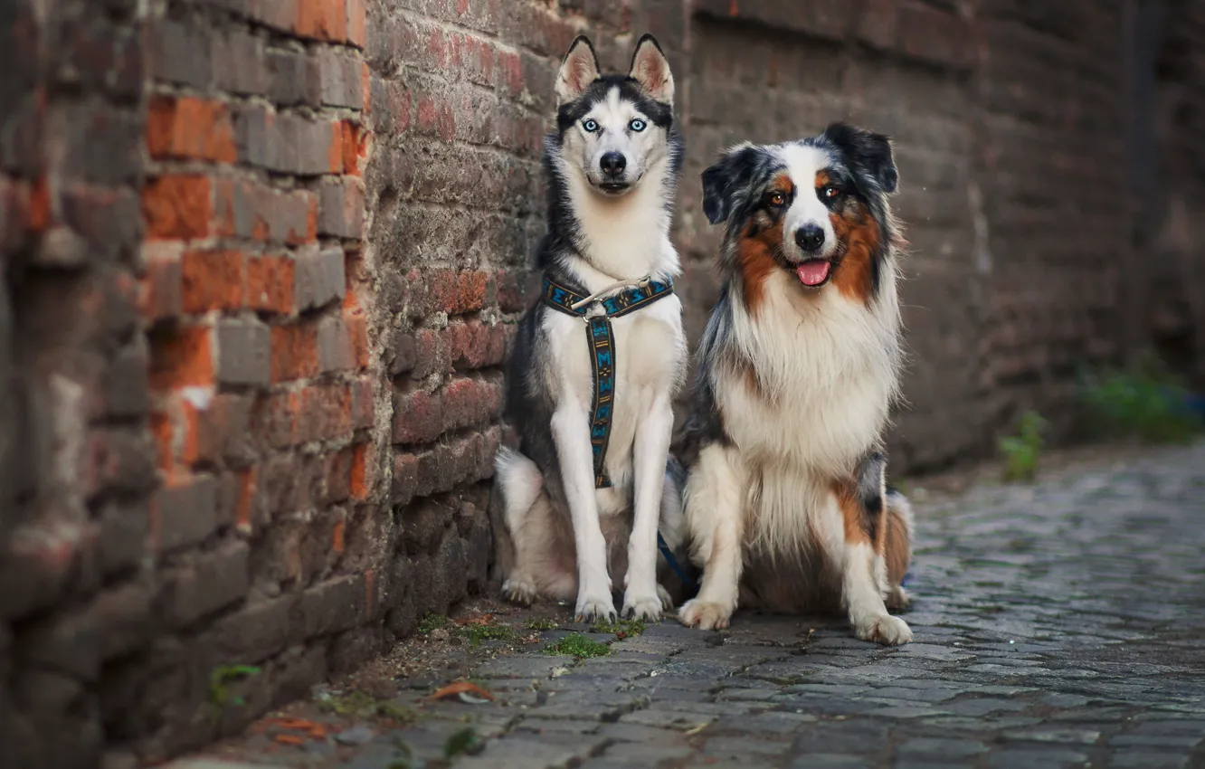 Photo wallpaper dogs, street, friends
