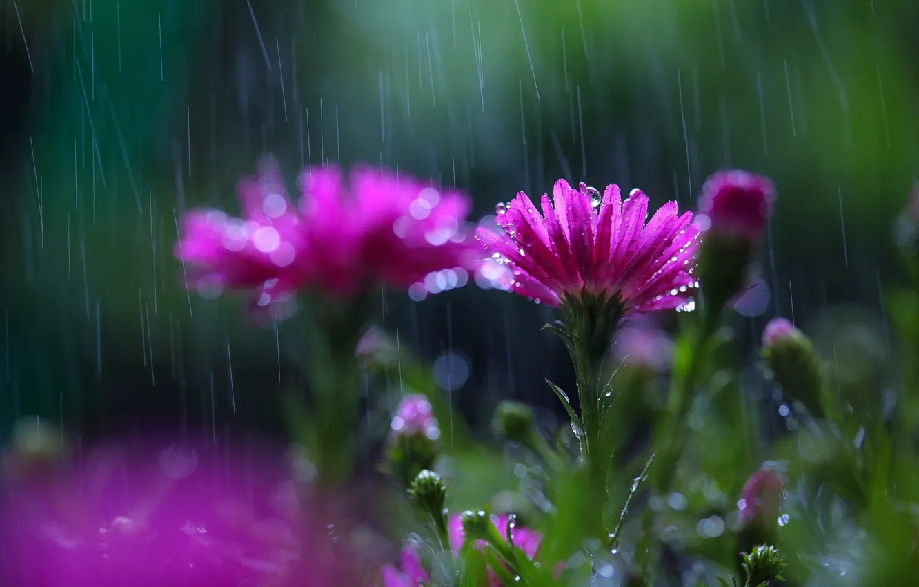 Wallpaper flowers, rain, blur images for desktop, section макро - download