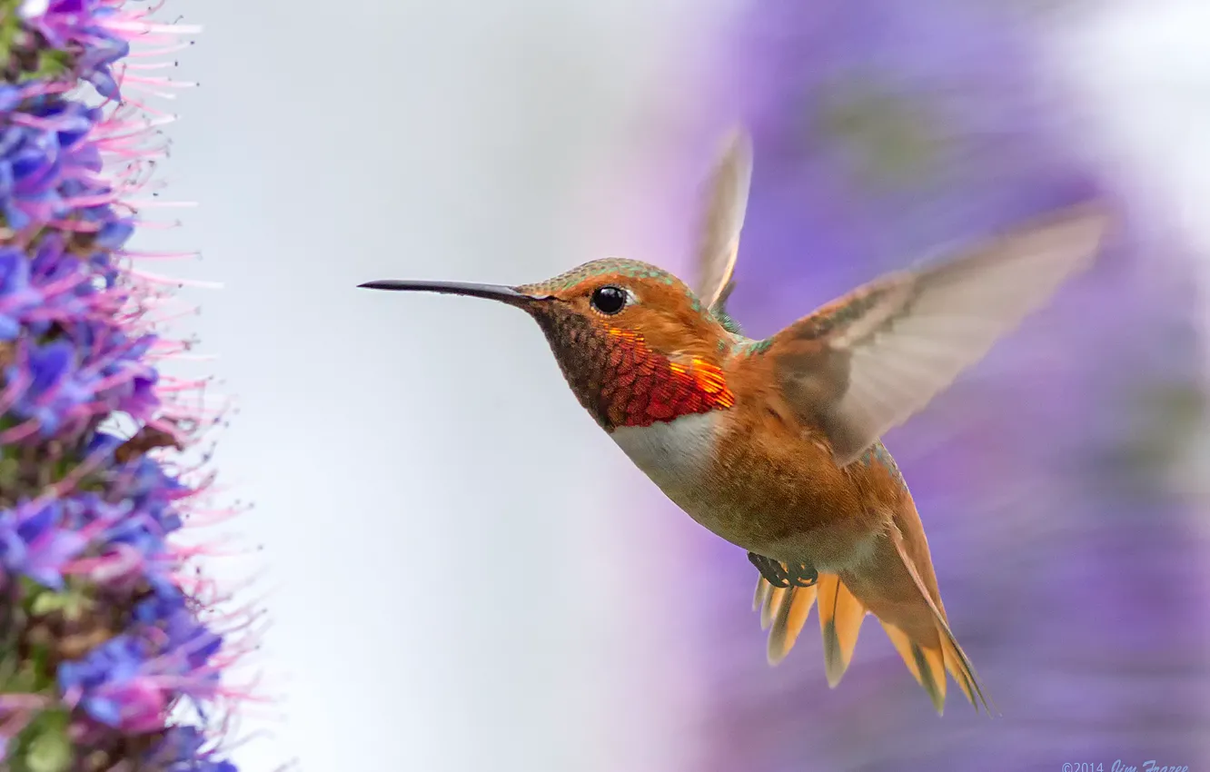 Photo wallpaper flight, flowers, bird, wings, Hummingbird, bird, stroke, lilac