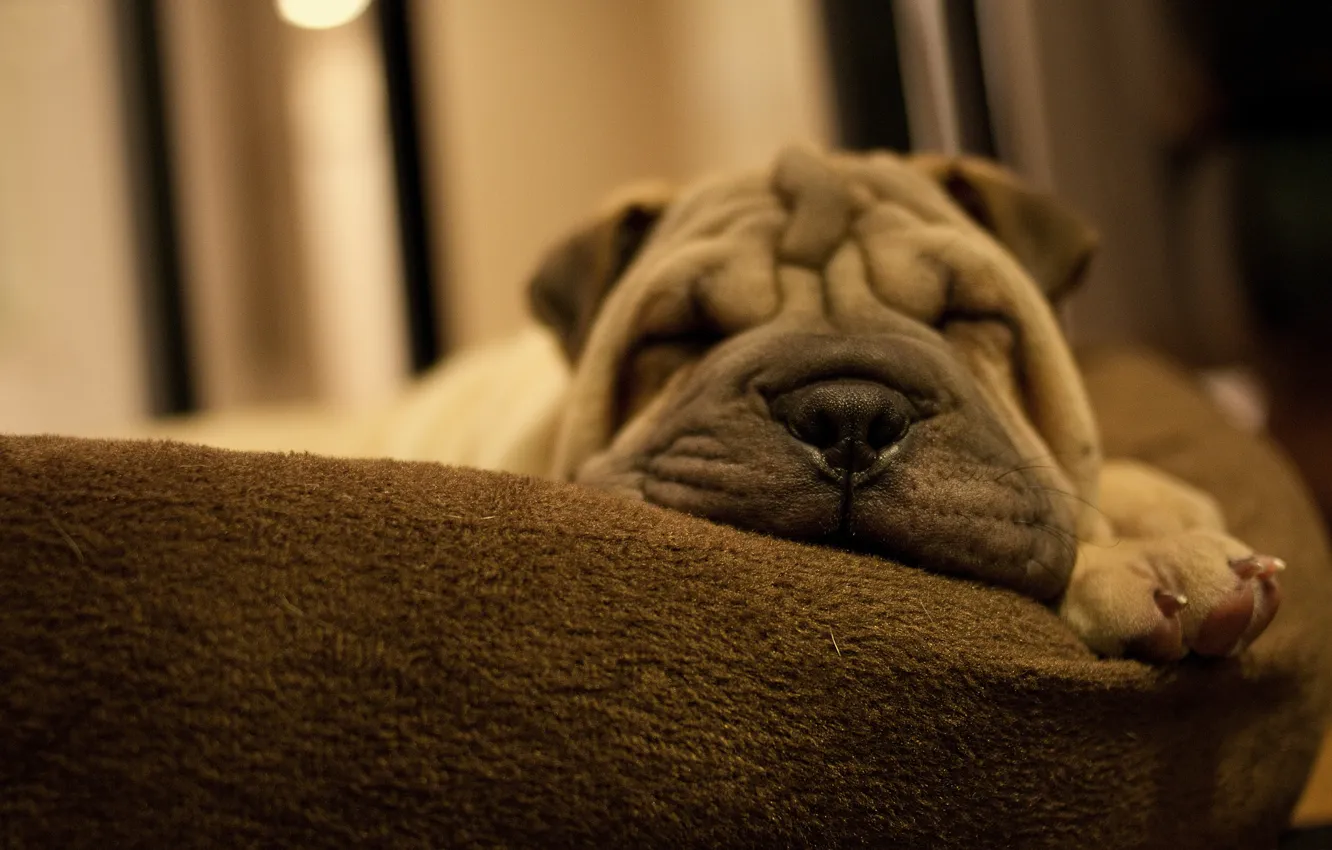 Photo wallpaper face, paw, sleep, dog, dog, Sharpay, puppy, pillow, folds, breed