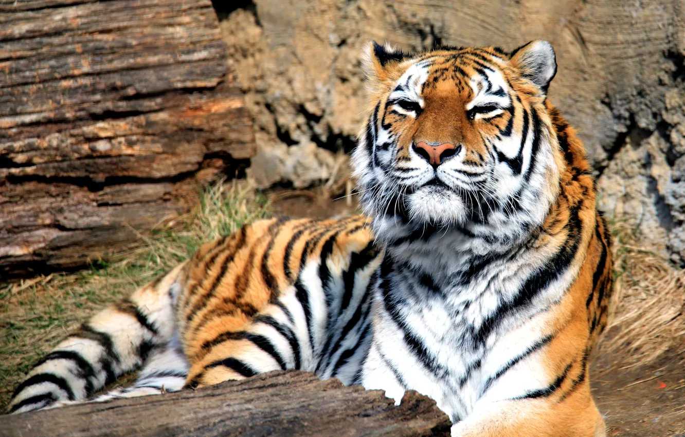 Photo wallpaper tiger, predator, beast, big cat, Panthera tigris, mammal