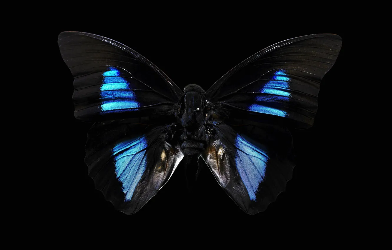 Wallpaper background, black, butterfly, dark images for desktop, section  макро - download
