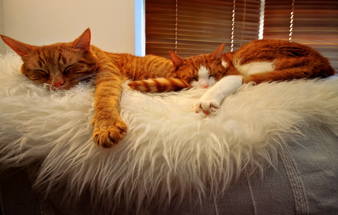 Photo wallpaper orange, sleeping, Cats, buddies, tabbies
