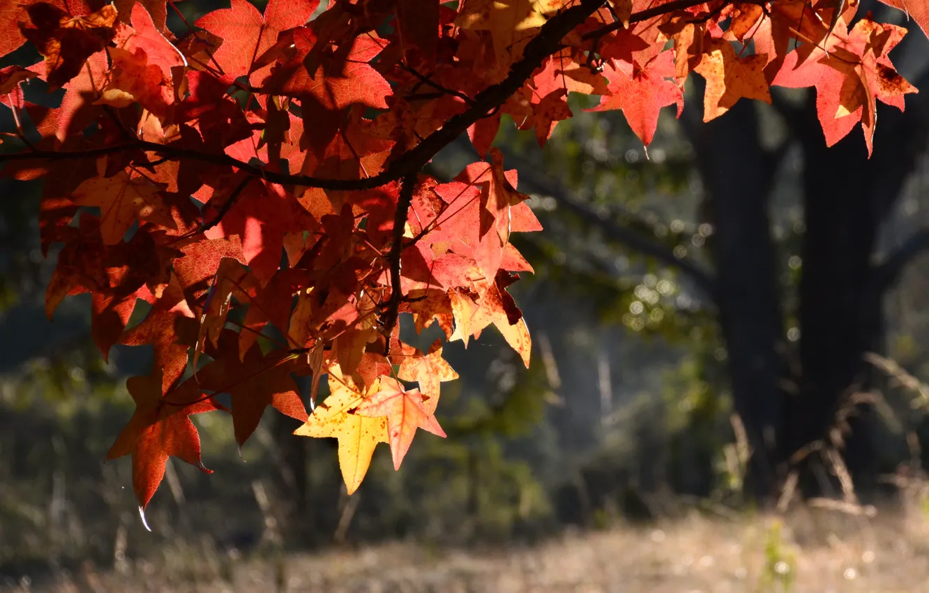 Photo wallpaper autumn, leaves, macro, tree