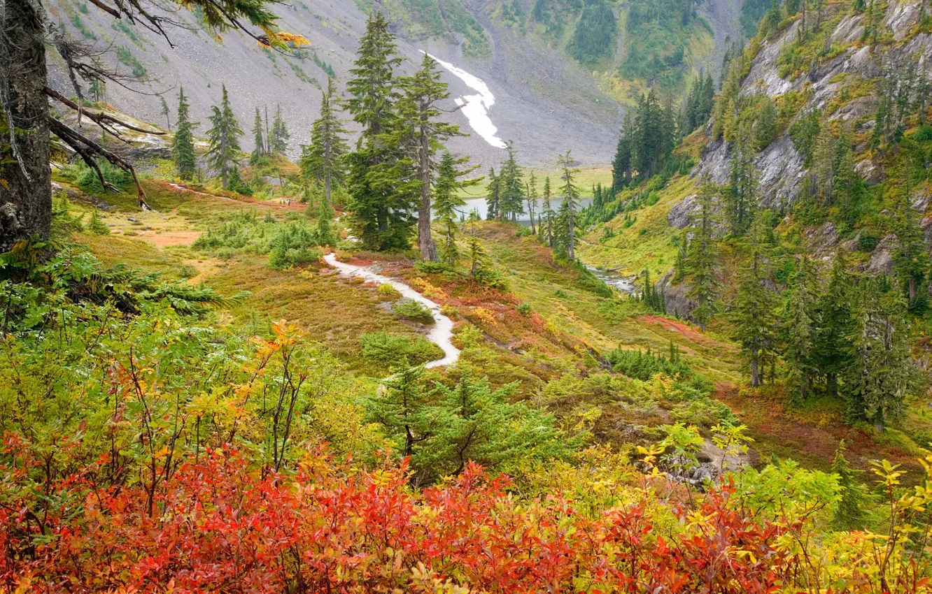 Photo wallpaper autumn, trees, mountains, river, gorge, Russia, the bushes, Far East, Russian Far East