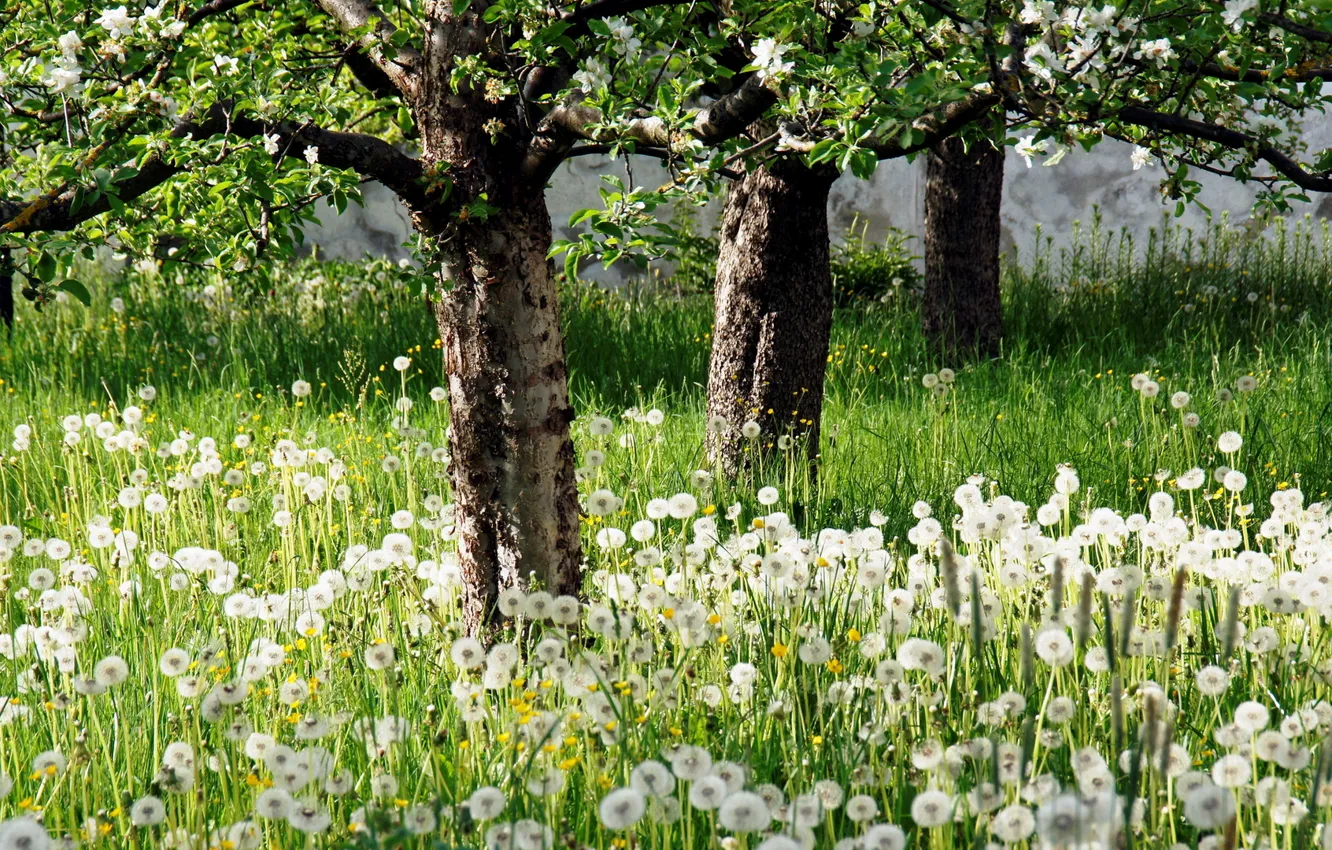 Photo wallpaper grass, trees, spring, dandelions