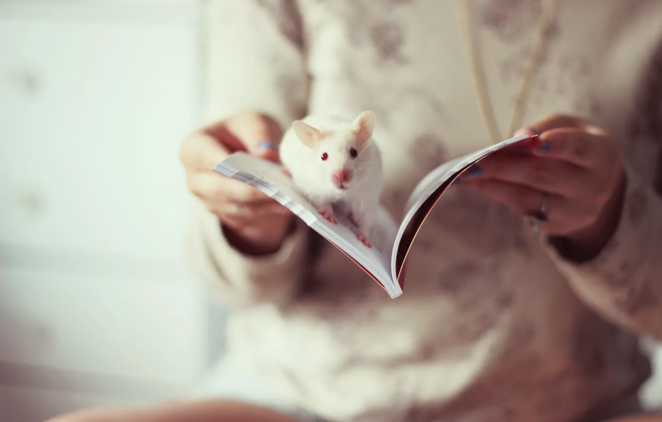 Photo wallpaper mood, book, rat