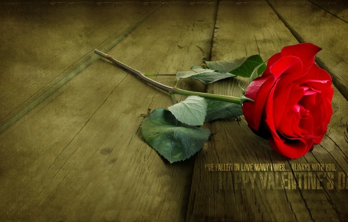 Photo wallpaper red, love, rose, flower, flowers, Valentine's Day