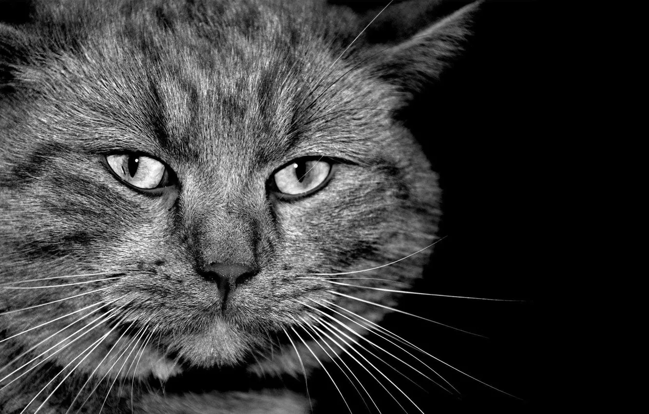 Photo wallpaper cat, grey, black and white, serious