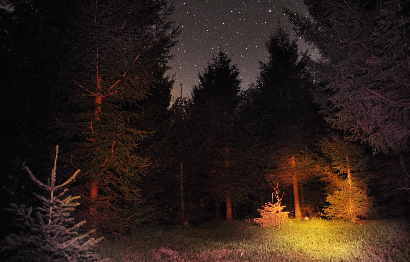 Wallpaper forest, night, stars, forest, sky, Night, stars images for desktop,  section природа - download