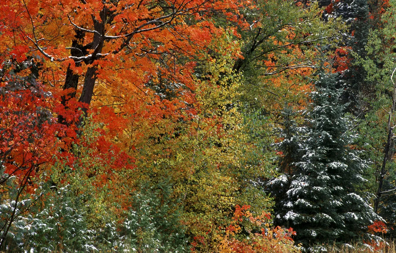 Photo wallpaper autumn, forest, snow, trees, landscape, the crimson, Lisa
