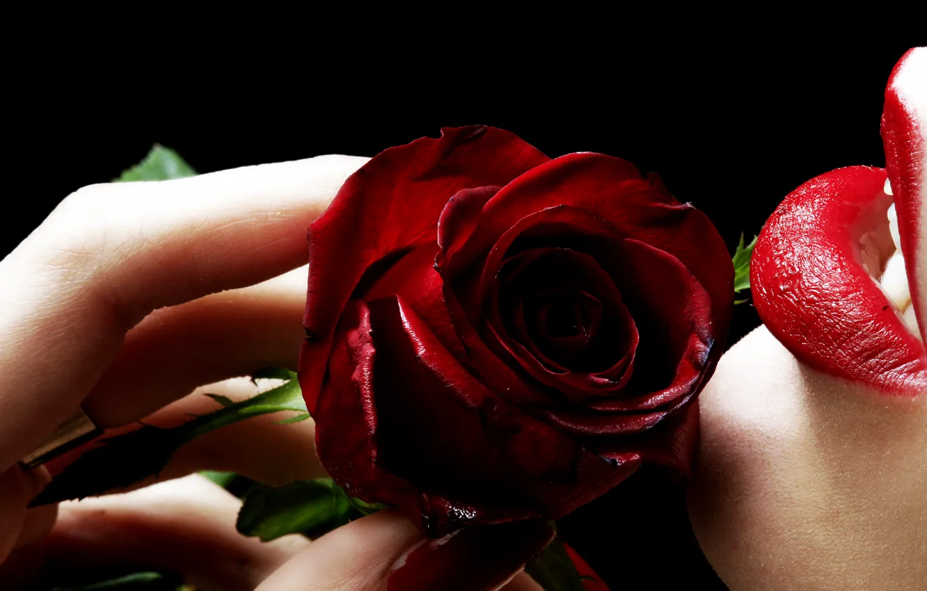 Wallpaper Girl, Rose, Flower, Black background, Red lipstick images for  desktop, section цветы - download