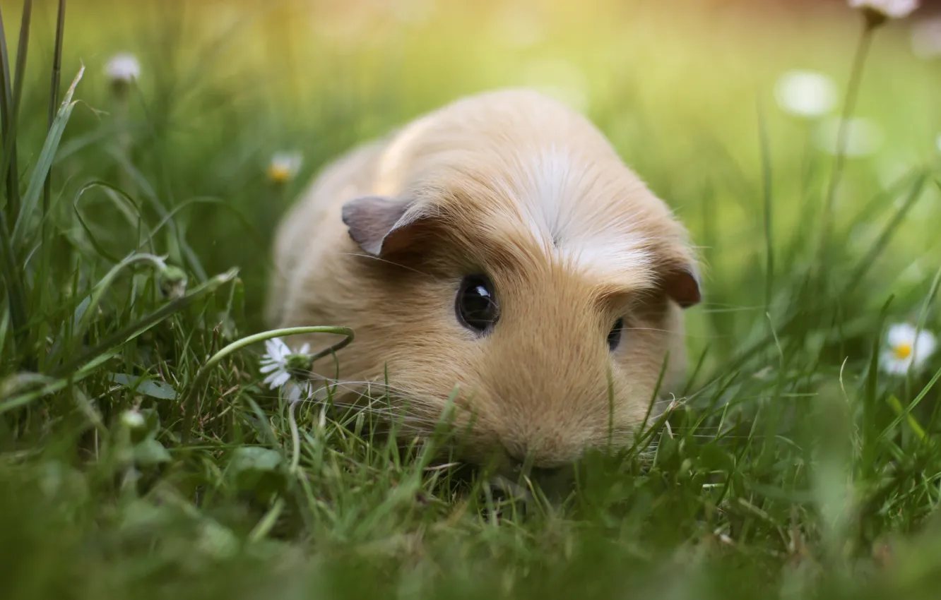 Wallpaper grass, animal, Guinea pig