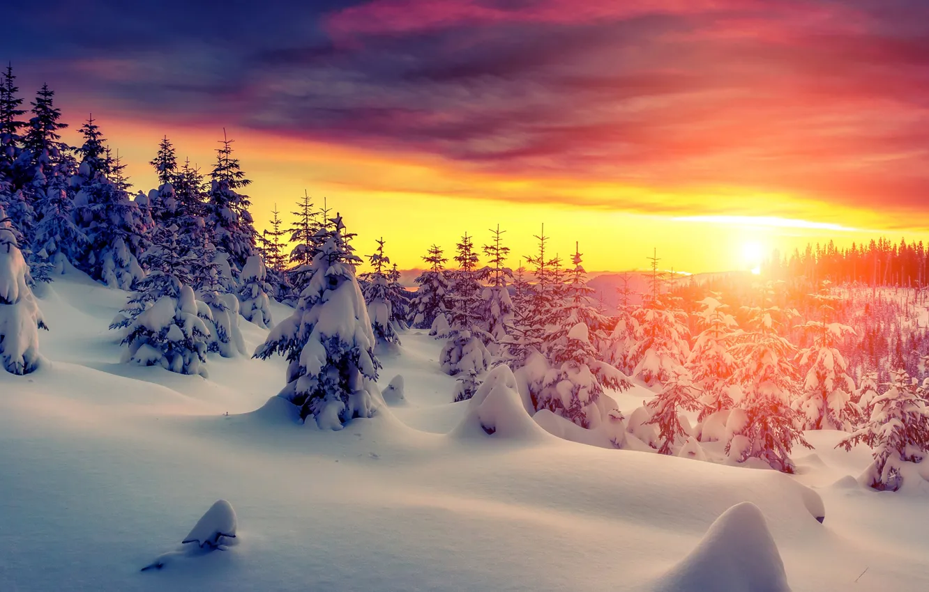Photo wallpaper winter, forest, the sky, snow, sunset, nature, forest, sky, nature, sunset, winter, snow