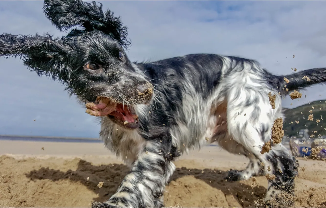 Wallpaper dog, oops, funny, crazy, Animals, temnobelos images for desktop,  section собаки - download