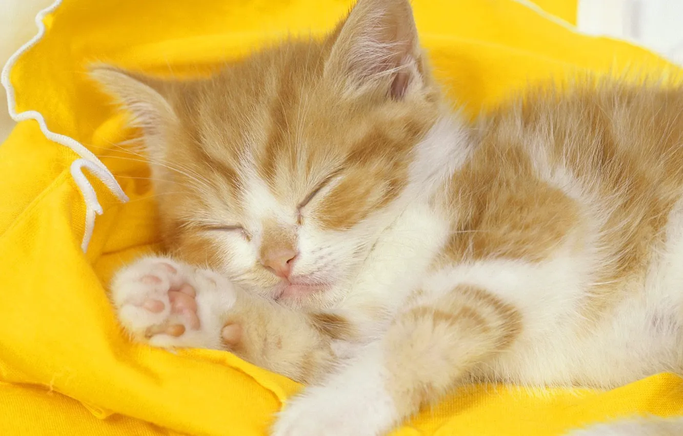 Photo wallpaper yellow, sleeping, Cat, sweet