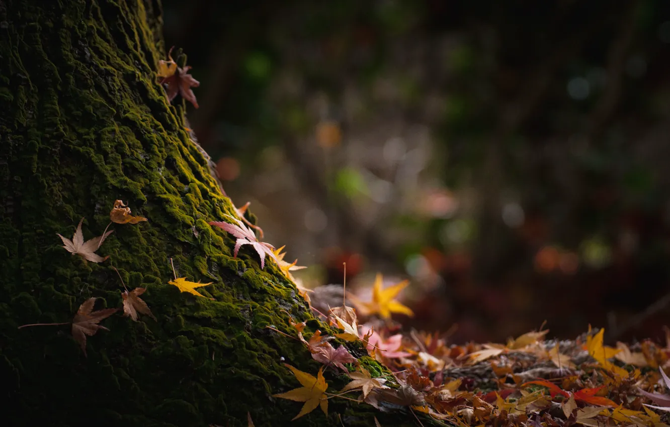 Photo wallpaper autumn, leaves, nature, tree