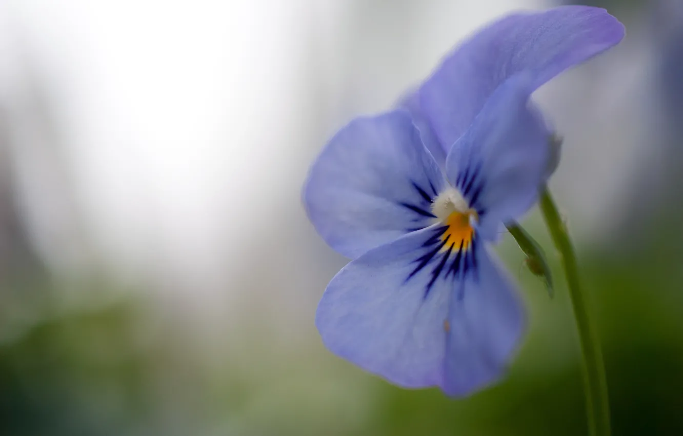 Photo wallpaper flower, macro, lilac, blue, petals, violet, Pansy
